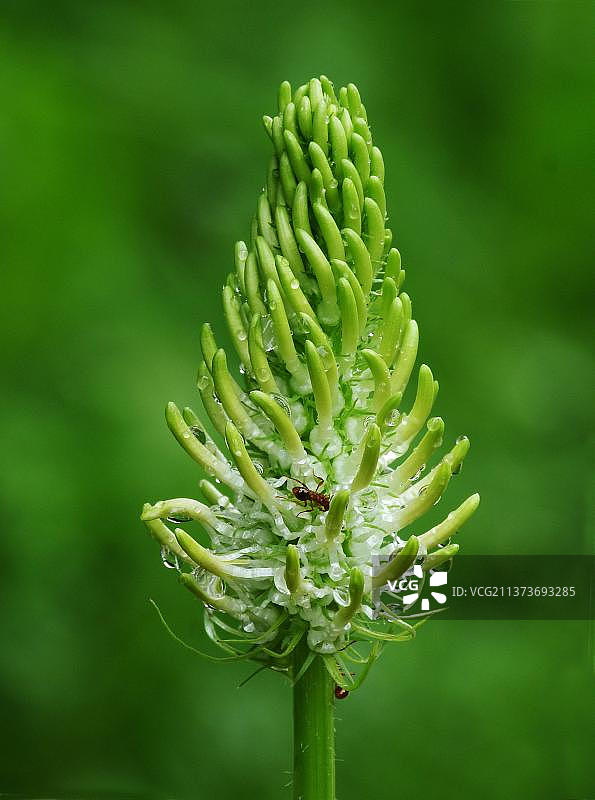 聚合草花序特写，木蚁在花蜜上觅食，法国，欧洲图片素材
