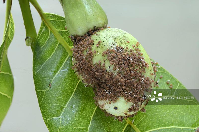 腰果（Anacardium occidentale）特写，成熟果实与坚果，芒果蚜虫（Toxoptera odinae）群落，印度喀拉拉邦图片素材