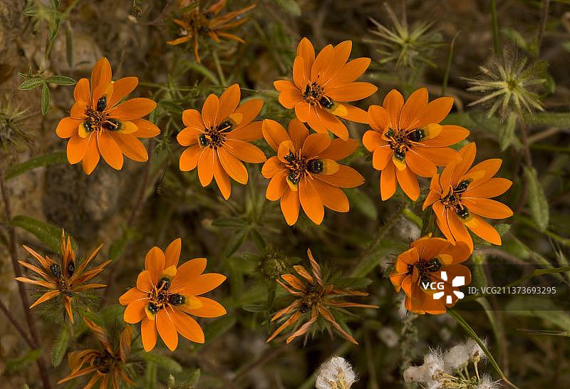 花甲虫雏菊（Gorteria diffusa），假“甲虫”在花瓣上吸引授粉媒介，纳马夸兰，南非，非洲图片素材