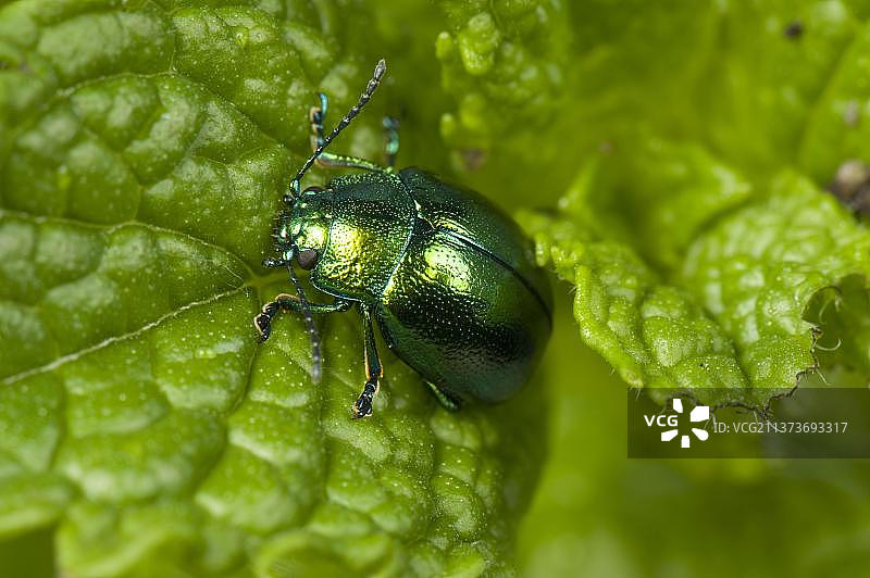 薄荷叶上的薄荷叶甲虫图片素材
