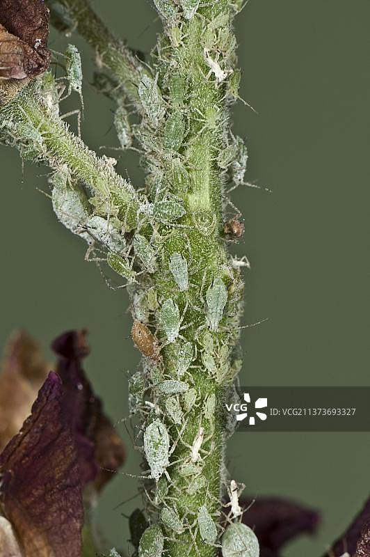 羽扇豆花梗上的羽扇豆蚜虫侵扰图片素材