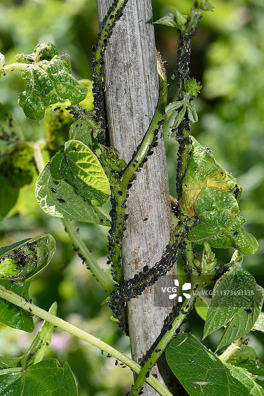 黑豆蚜虫图片素材