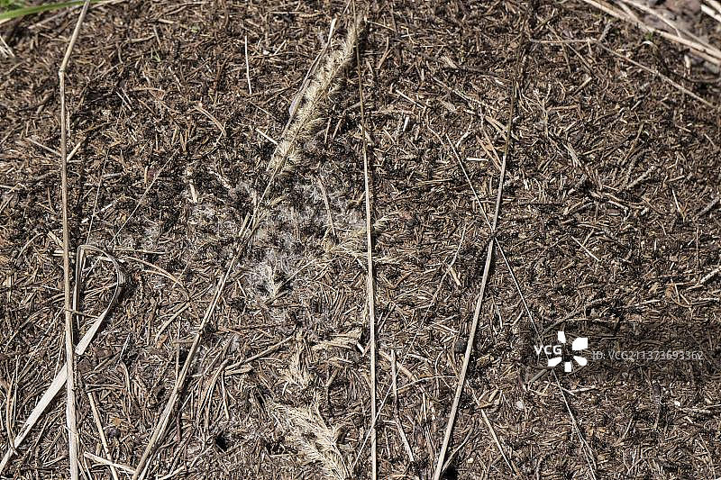 松树林中蚁冢上的大红木蚁图片素材