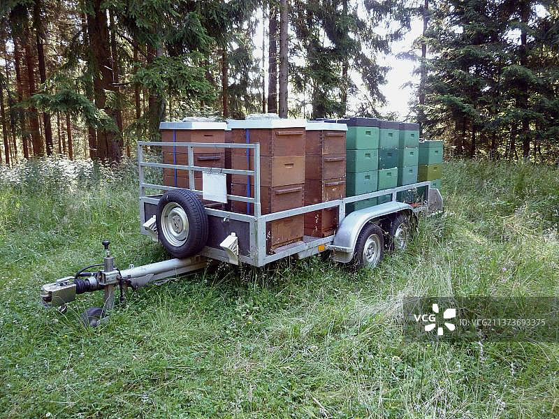 德国北莱茵-威斯特法伦州许特根森林中的西方蜜蜂蜂巢图片素材