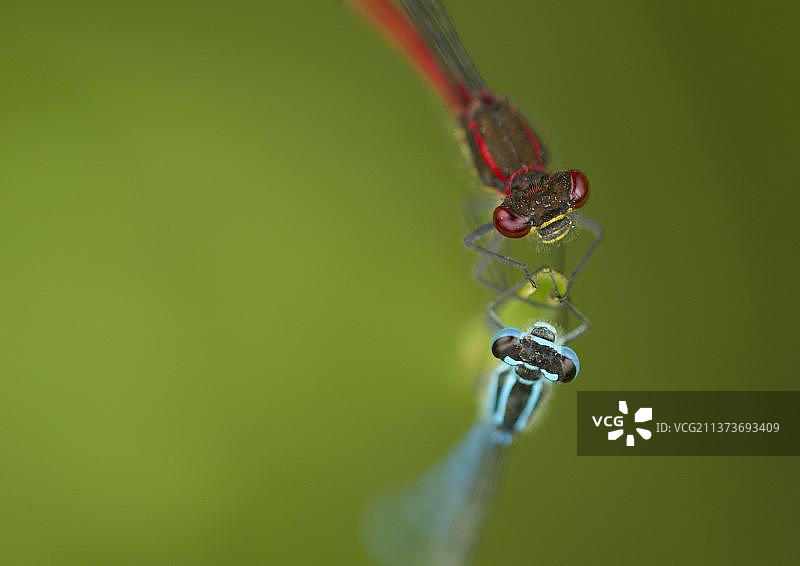 豆娘和红蜻蜓，栖息在树叶上，英国谢菲尔德图片素材