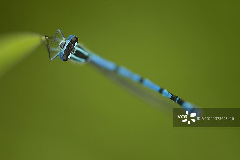 成年雄性豆娘停留在树叶上，英国谢菲尔德图片素材