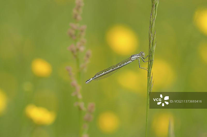 普通蓝蜻蜓（Enallagma cyathigerum），栖息在草地上的幼虫，英国莱斯特郡图片素材