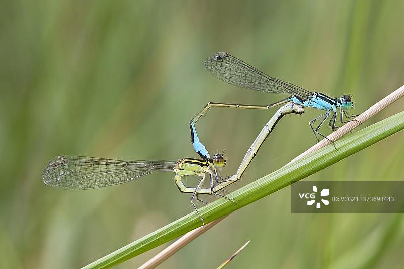 正在交配的成年蓝尾豆娘图片素材