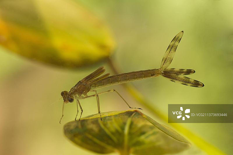 英国德比郡沼泽池塘中叶片上的绿蜻图片素材