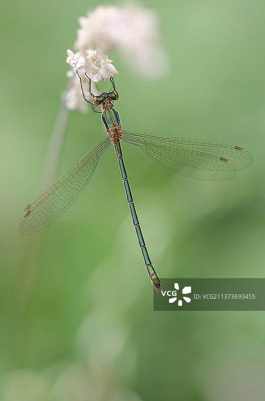 绿蜻蜓，其他动物，昆虫，蜻蜓，动物，成年雌性绿蜻蜓栖息在种子头上，英国诺丁汉郡艾德尔河谷自然保护区图片素材