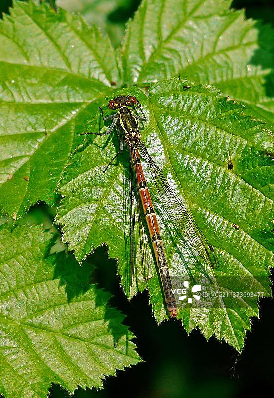 大红蜻蜓（Pyrrhosoma nymphula）成年雌性，栖息在树叶上，英国西萨塞克斯郡图片素材