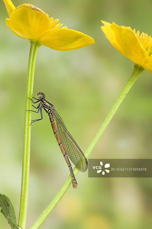 红色大豆娘，栖息在金盏花茎上，英国图片素材