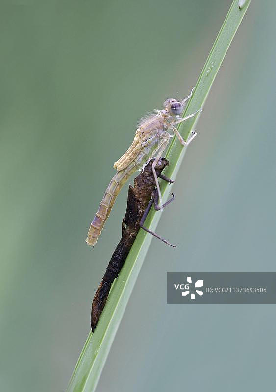 英国莱斯特郡新生的红色豆娘成虫图片素材