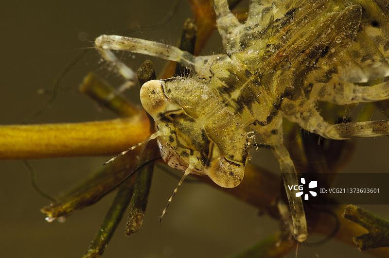 条纹 sympetrum 稚虫水下特写图片素材