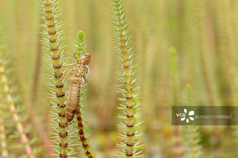 大蜓的空蛹壳图片素材