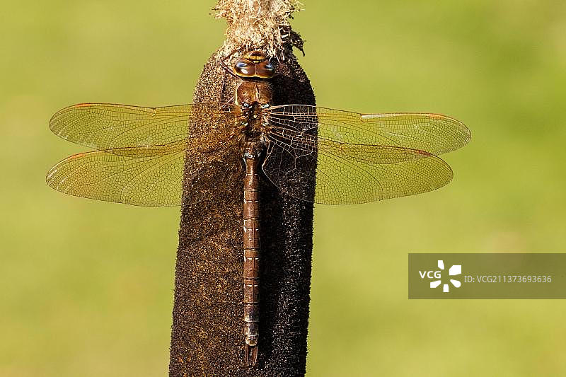 棕色大蜻蜓，蜻蜓，动物，昆虫，英国诺福克图片素材