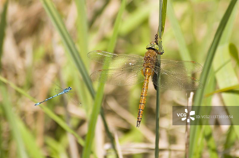 矛蜓成虫雄性在芦苇上休息，受豆娘攻击，于雅尔河畔斯特拉姆肖芬湿地保护区图片素材