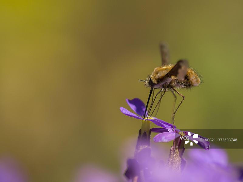 飞行中以香雪球花为食的蜂虻图片素材