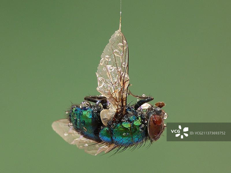 丽蝇成虫，困在蜘蛛网的丝线中，英国莱斯特郡花园图片素材