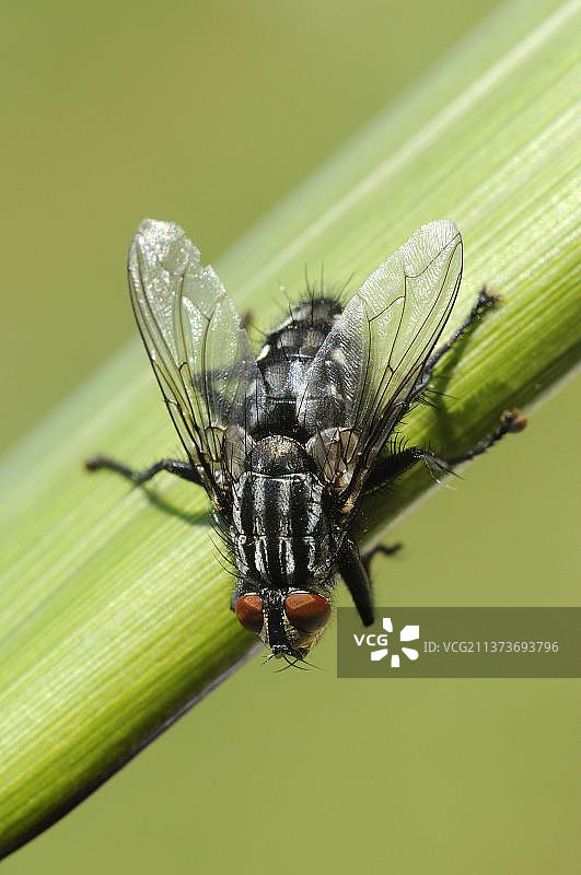灰色麻蝇，栖息在草地上的麻蝇成虫图片素材