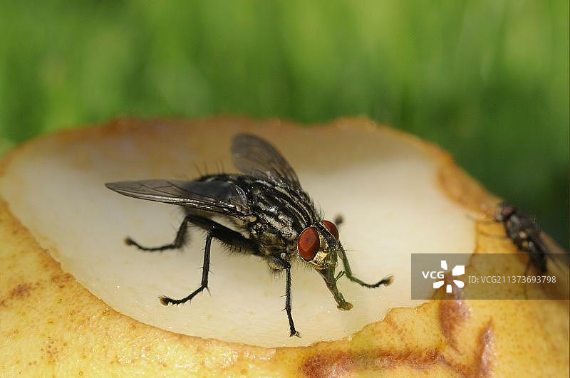 灰色麻蝇在腐烂的水果上觅食图片素材