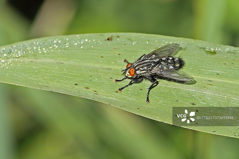 栖息在英国诺福克上的灰色麻蝇图片素材