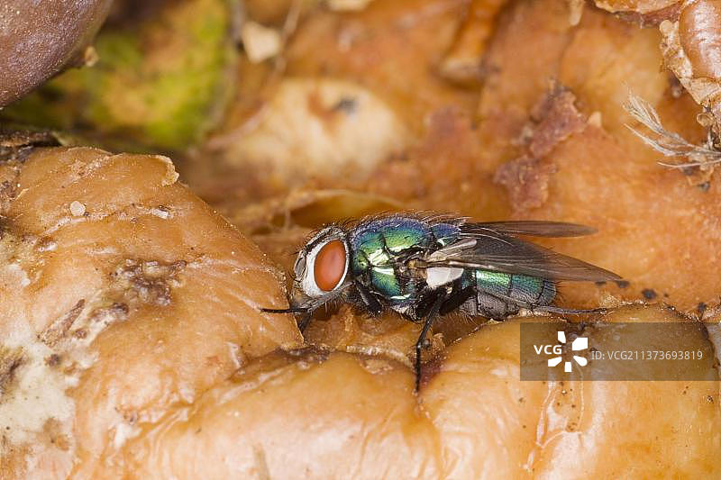 亮绿蝇成虫正在腐烂的苹果上取食图片素材