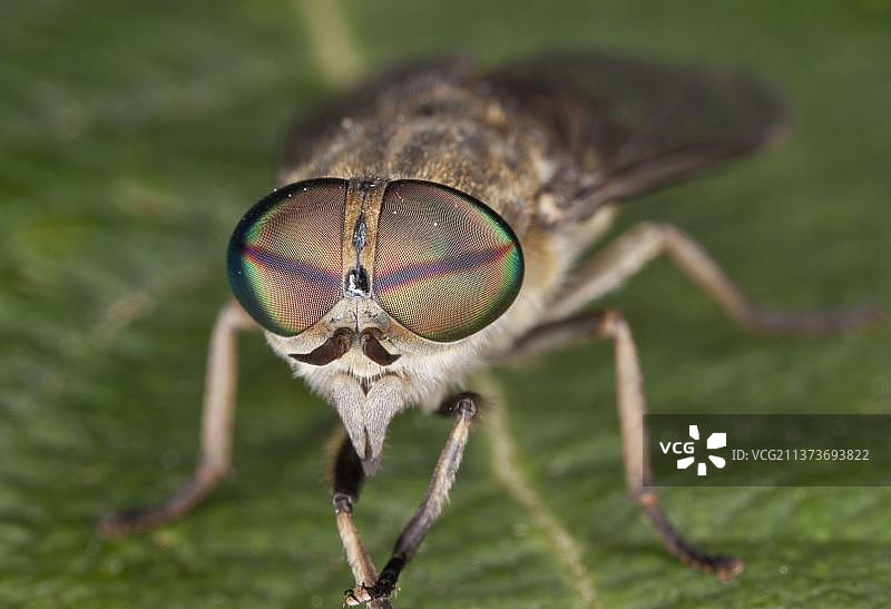 牛虻，带眼棕色虻特写图片素材