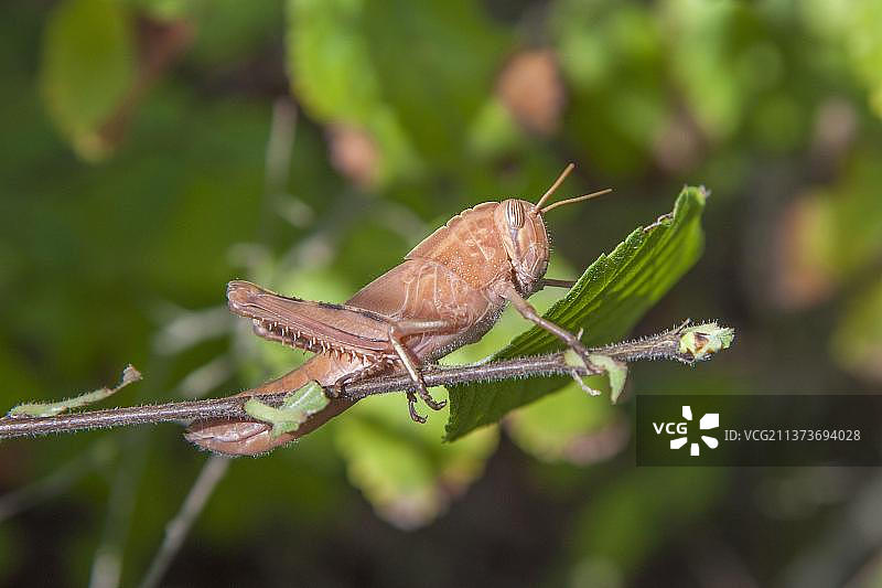 马略卡岛萨阿尔布费拉天然公园的草蜢若虫图片素材