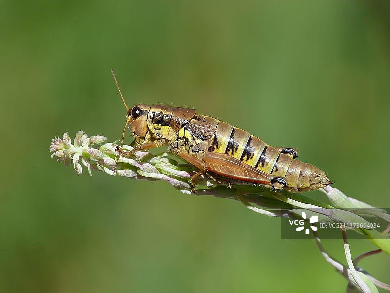 大型带纹蝗虫(Arcyptera fusca)成年雌性,清洁触角,栖息在柳叶草茎上,瑞士阿尔卑斯山辛普隆山口图片素材