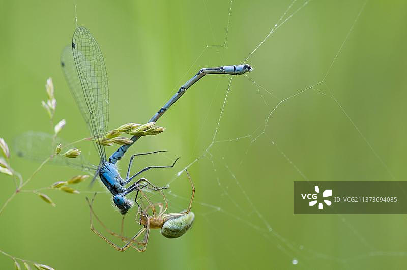 伸展蜘蛛捕食豆娘（莱斯特郡，英国，欧洲）图片素材