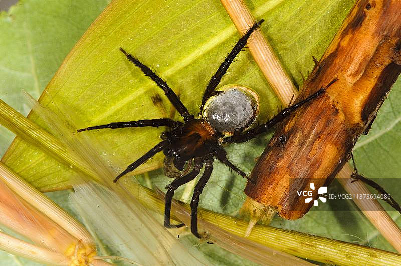 腹部有气囊的成年潜水钟蜘蛛，以绿蜻蜓若虫为食图片素材
