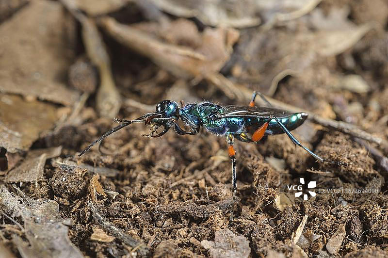 翠绿蟑螂寄生蜂雌虫清理腿部图片素材