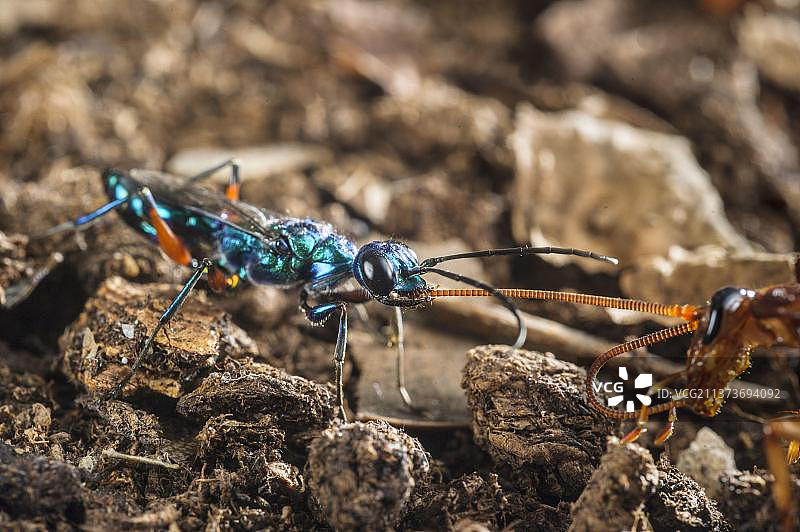 绿宝石蟑螂黄蜂，成年雌性，引导美洲大蠊的僵尸通过触角进入洞穴，南亚和太平洋岛屿（受控条件）图片素材