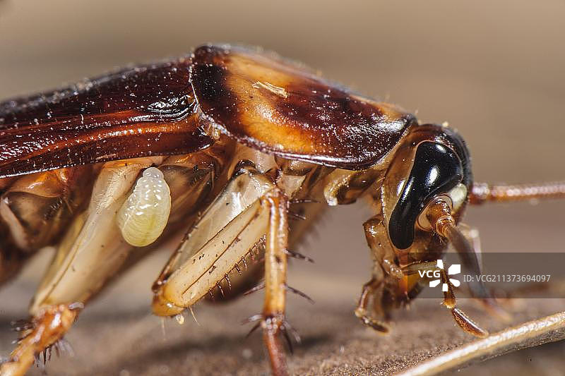 附着在美国蟑螂（美洲大蠊）上的翡翠蟑螂黄蜂（Ampulex compressa）幼虫，南亚和太平洋岛屿（受控环境）图片素材