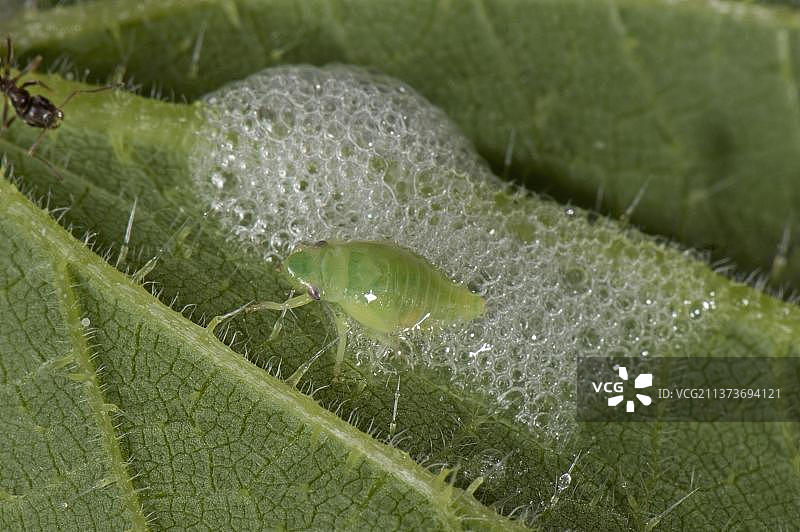 沫蝉，带绿色沫蝉若虫的荨麻叶上的沫蝉图片素材