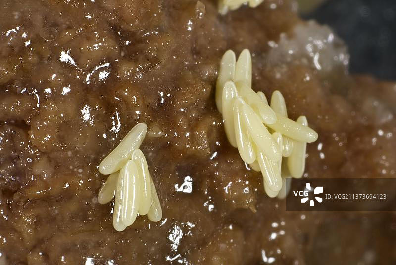 腐肉上的苍蝇卵图片素材