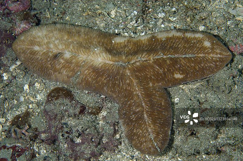 舌状珊瑚菌（Herpolitha limax）的裂变过程，位于印度尼西亚苏拉威西岛蓝碧海峡图片素材