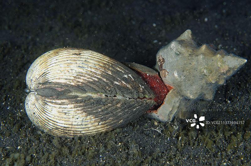 梯形马刀螂捕食鸟蛤，位于印度尼西亚苏拉威西岛蓝碧海峡的黑沙滩上图片素材