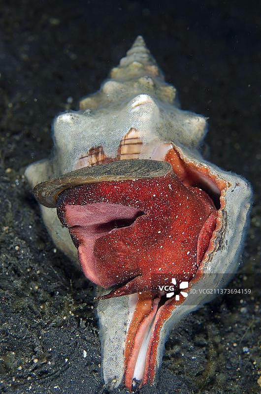 梯形缎带蜗牛图片素材