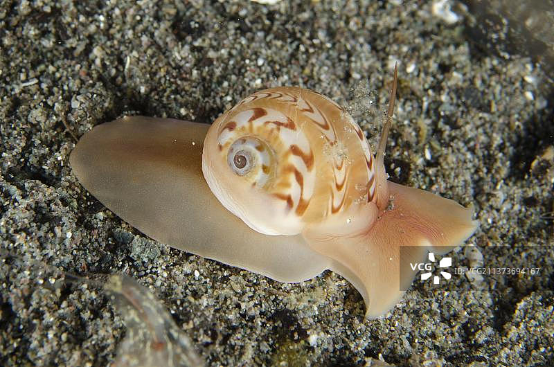 美丽环带的玉螺，在新科德岛马蹄湾的沙滩上，科莫多国家公园，小巽他群岛，印度尼西亚，亚洲图片素材