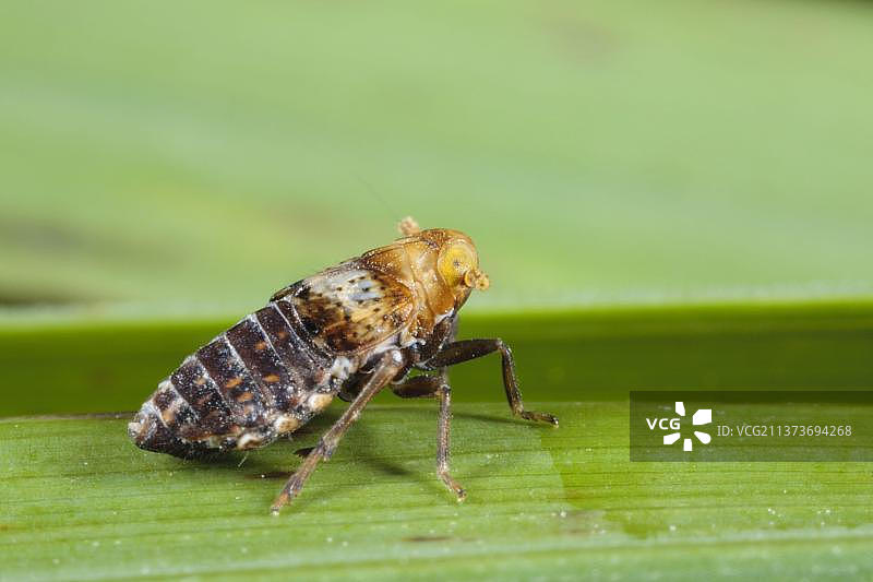 草叶上的短翅飞虱（成年），威尔士，英国，欧洲图片素材
