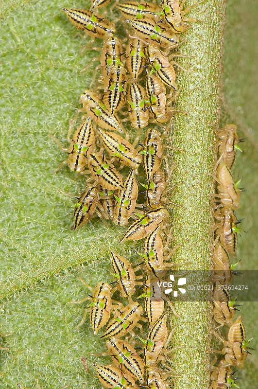 角蝉若虫：在秘鲁库斯科马努路安第斯山脉的树叶上觅食图片素材