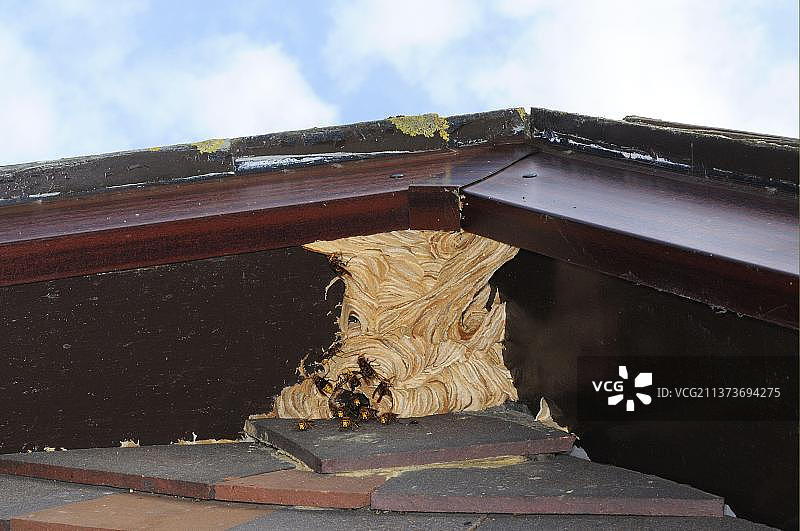 欧洲马蜂（胡蜂），动物，昆虫，欧洲，英国牛津郡房檐下的马蜂窝图片素材