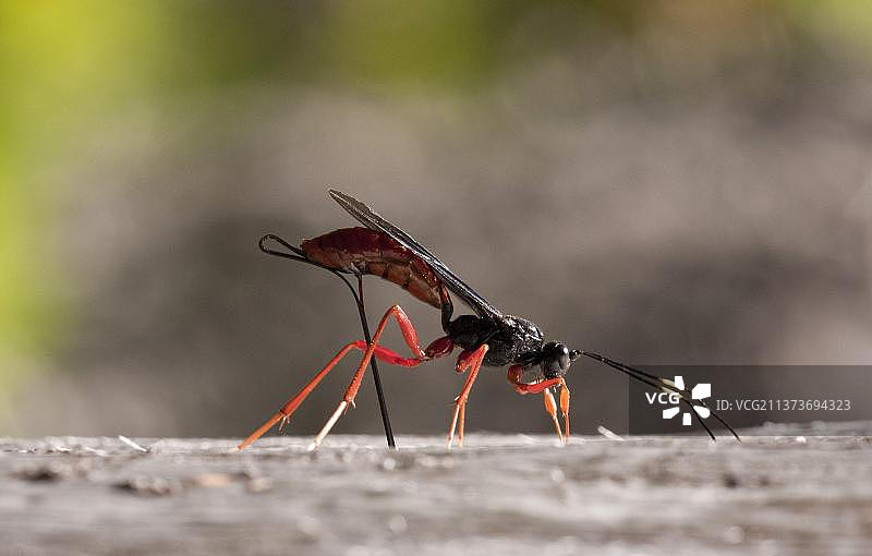 巨型姬蜂图片素材