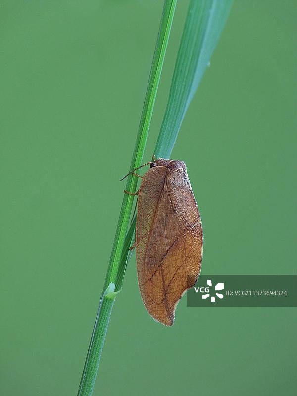 棕色草蛉图片素材