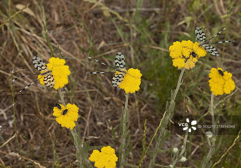 Nemopteridae，保加利亚的匙翅目成虫在蓍草上觅食图片素材