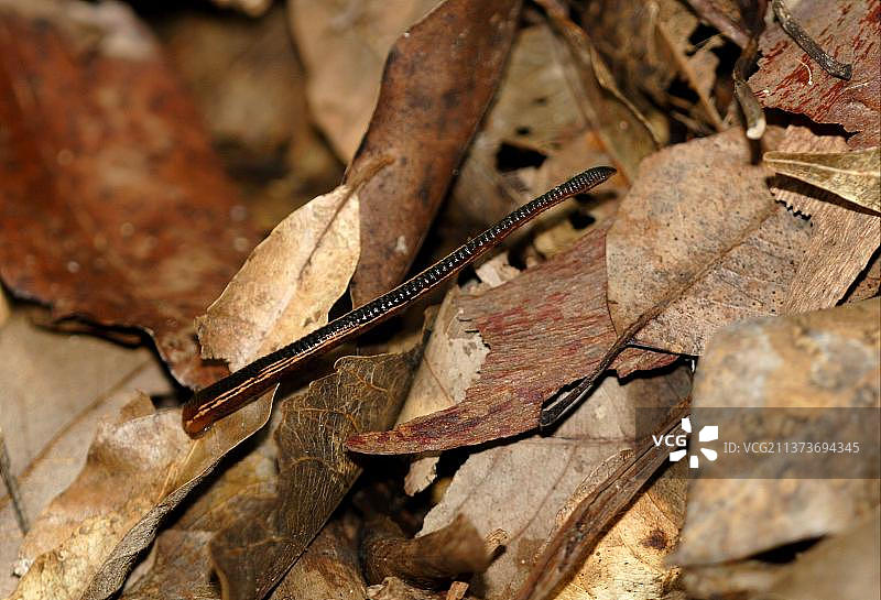 澳洲新南威尔士落叶上的医蛭图片素材
