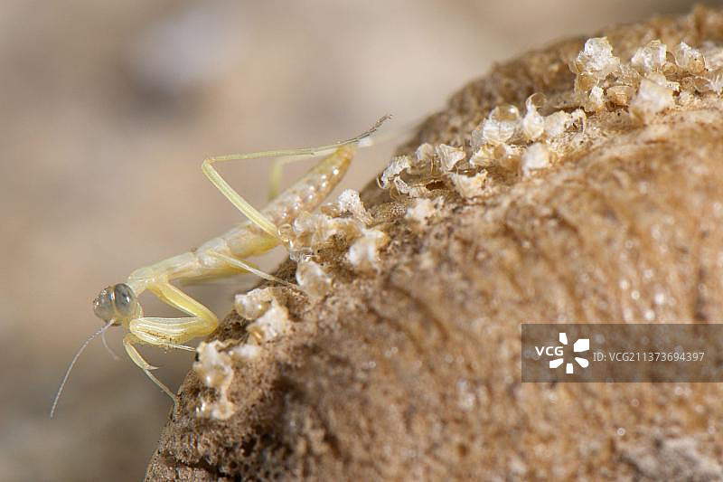 欧洲螳螂若虫，在西班牙北部树叶上背光图片素材