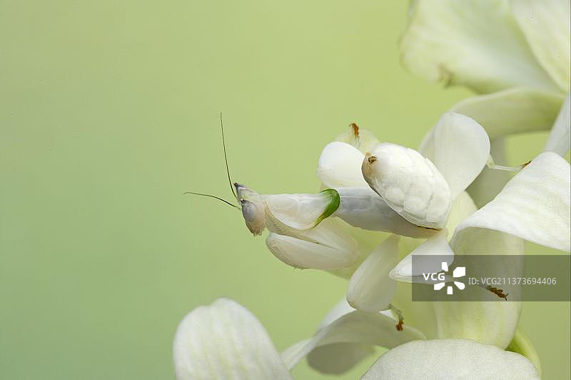 行走的兰花螳螂图片素材